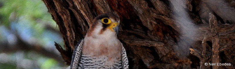 Falcon, Red-necked