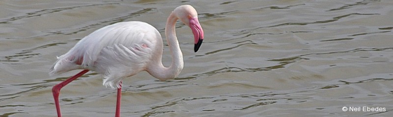 Flamingo, Greater
