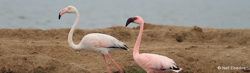 Flamingo, Lesser