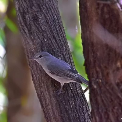 Caprivi House-boat Safari Lodge, 20 April 2016
