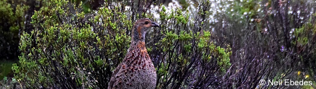 Francolin, Grey-winged