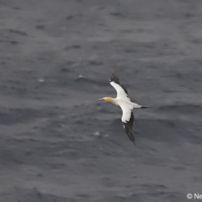 "Flock",  24 April 2017