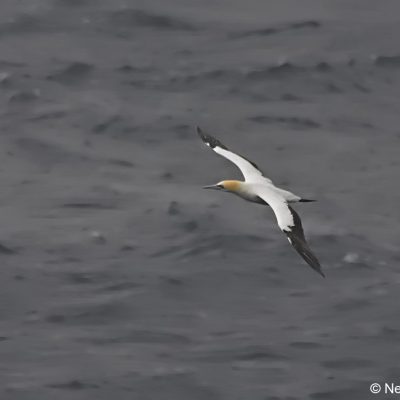 "Flock",  24 April 2017