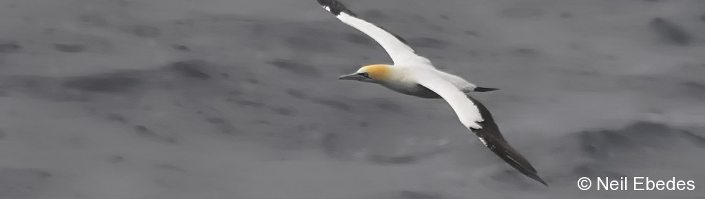 Gannet, Cape