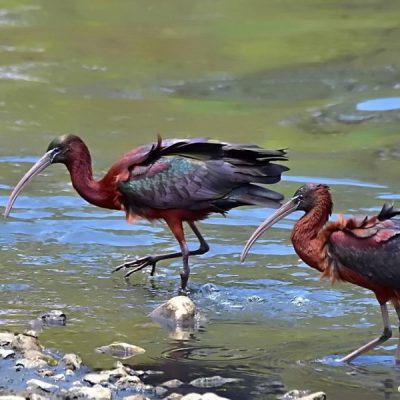 Zwartkop Country Club, Tshwane, Gauteng - Oct 2016