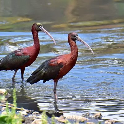 Zwartkop Country Club, Oct 2016