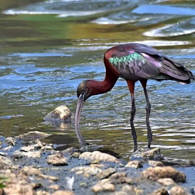 Zwartkop Country Club, Tshwane, Gauteng - Oct 2016