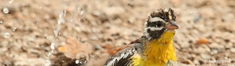 Bunting, Golden-breasted
