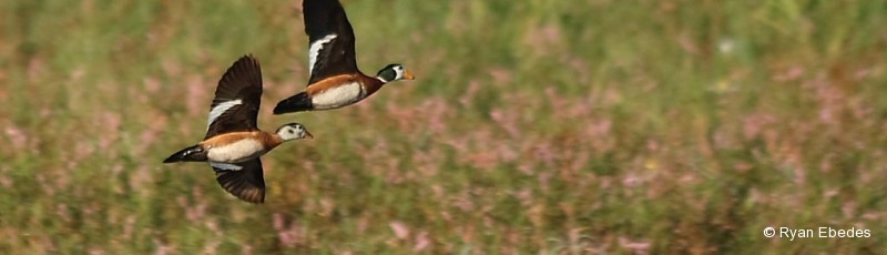 Goose, African Pygmy