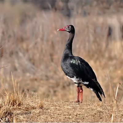 Mongena Private Game Lodge, Dinokeng, Hammanskraal, Gauteng - September 2012