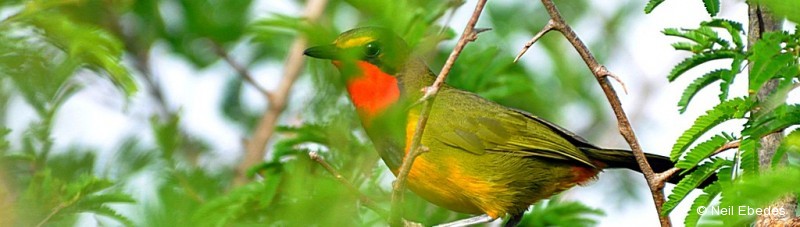 Bushshrike, Gorgeous