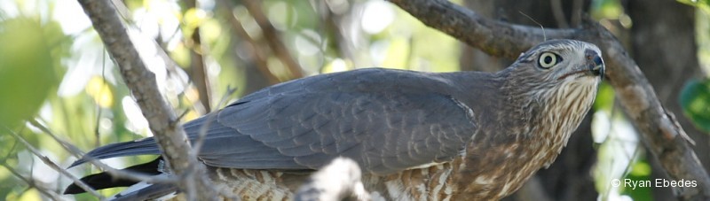 Goshawk, Dark Chanting
