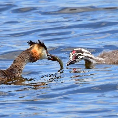 Marievale Bird Sanctuary -  Jan 2016