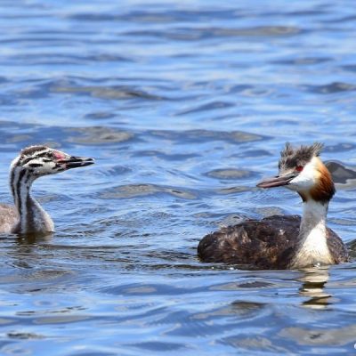 Marievale Bird Sanctuary -  Jan 2016