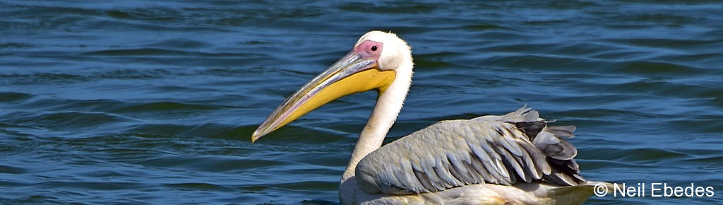 Pelican, Great White
