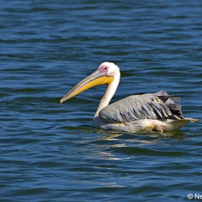 Strandfontein Sewage works (CT),  Dec 2016