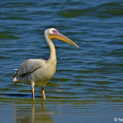 Strandfontein Sewage works (CT),  Dec 2016