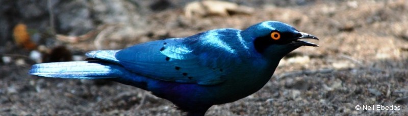 Starling, Greater Blue-eared