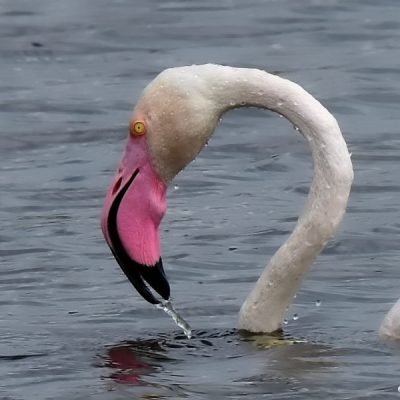 Marievale Bird sanctuary,   Jan 2016