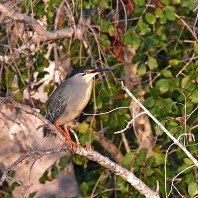 Caprivi House-boat, Safari Lodge Katima Mulilo 20 April 2016