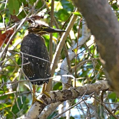Caprivi House-boat, Safari Lodge,  Katima Mulilo 20 April 2016
