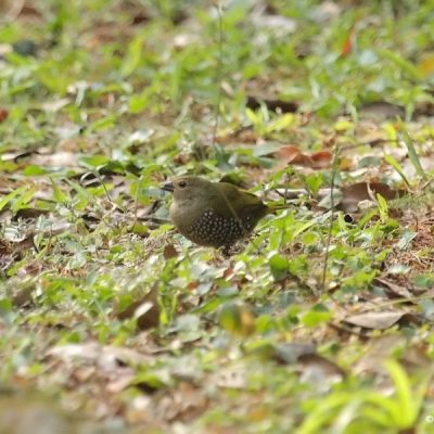 Durban KwaZulu Natal,  August 2008