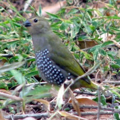 Durban KwaZulu Natal,  August 2008