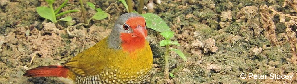 Pytilia, Green-winged