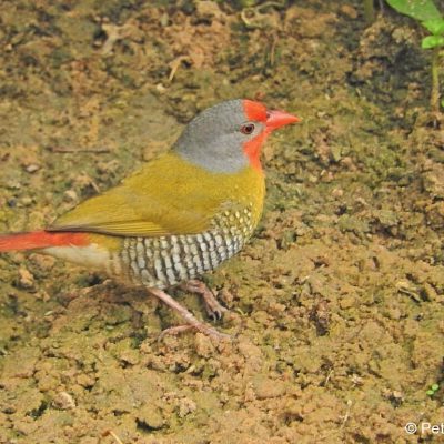 Mkhuze NP, KwaZulu-Natal - Dec 2017