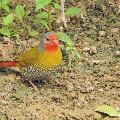 Mkhuze NP, KwaZulu-Natal -  Dec 2017