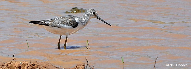 Greenshank, Common