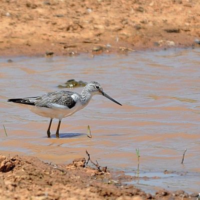 Kgomo-Kgomo, North West, South Africa - February 2013