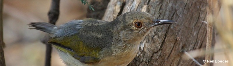 Camaroptera, Grey-backed