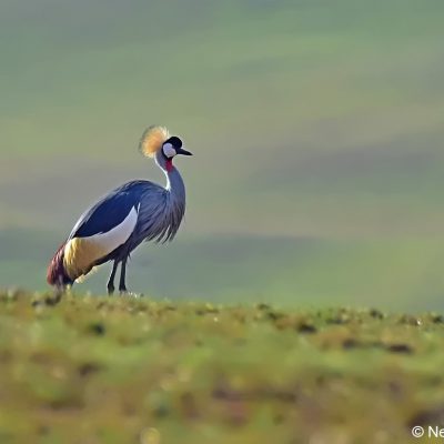 Vrederus farm, Naude's Nek - January 2017