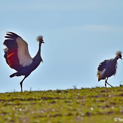 Vrederus Farm, Naude's Nek - January 2017