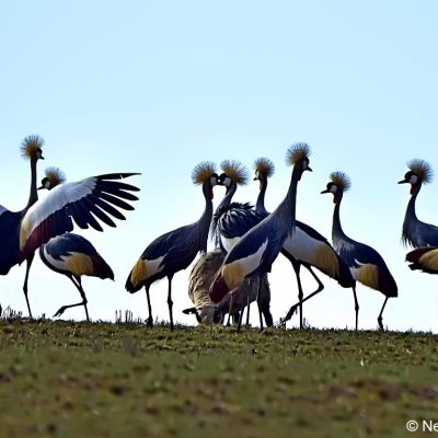 Vrederus Farm, Naude's Nek - January 2017