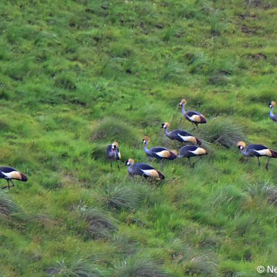 Vrederus Farm, Naude's Nek - January 2017