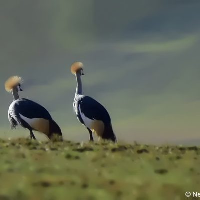 Vrederus farm, Naude's Nek - January 2017