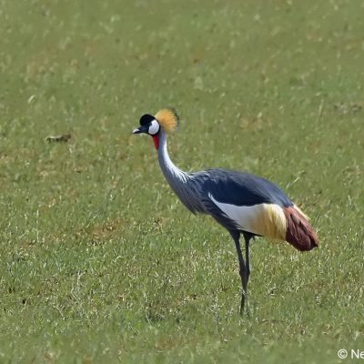 Vrederus Farm, Naude's Nek - January 2017