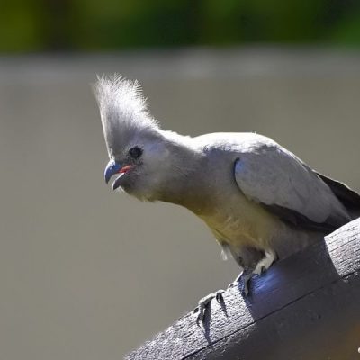 Fourways,  Aug  2016