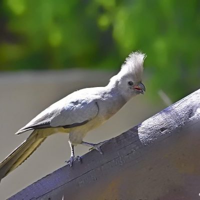 Fourways,  Aug  2016