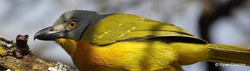 Bushshrike, Grey-headed