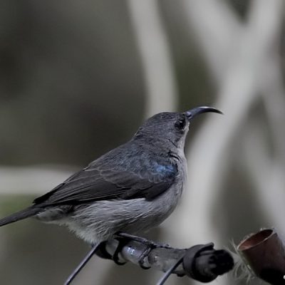 Plettenberg Bay,  January 2015