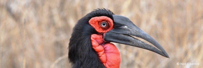 Ground-hornbill, Southern