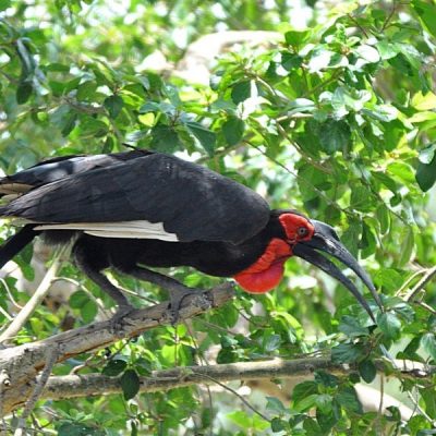 Mopane KNP, Dec 2012