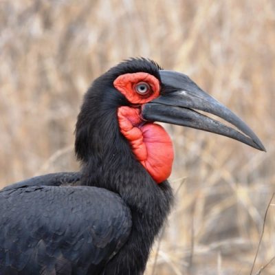 Marloth Park, Oct 2010