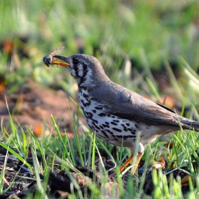 Nungubane National Park -  October 2011