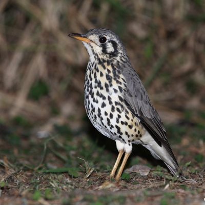 Zwartkop Country Club, Tshwane, Gauteng - September 2016