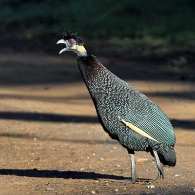 Ndumo,  December 2011