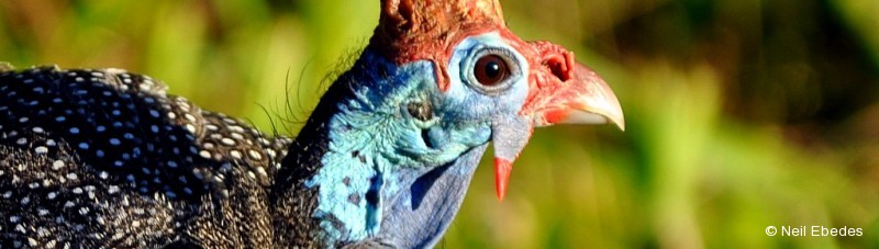 Guineafowl, Helmeted